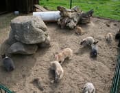 Kleintier Zoo