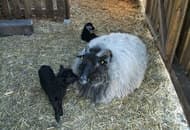 Kinderboerderij geopened