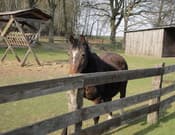 Bringt eigene Pferde mit in unseren Ferienpark!