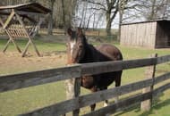 Breng uw paarden mee naar vakantiepark Heidesee!