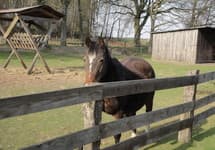 Bringt eigene Pferde mit in unseren Ferienpark!