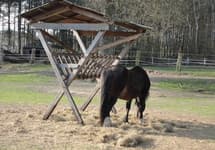 Bringt eigene Pferde mit in unseren Ferienpark!
