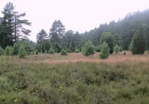 Niederoher Heide